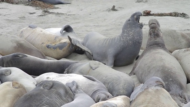 野生海狮视频下载