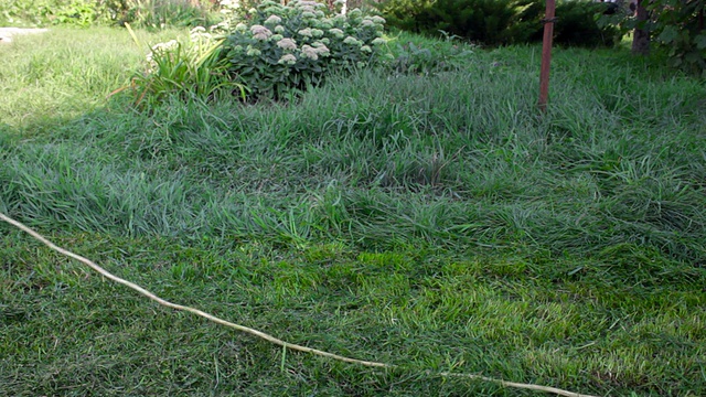 野外开花植物景观视频素材