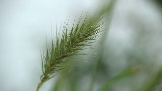 河草视频素材