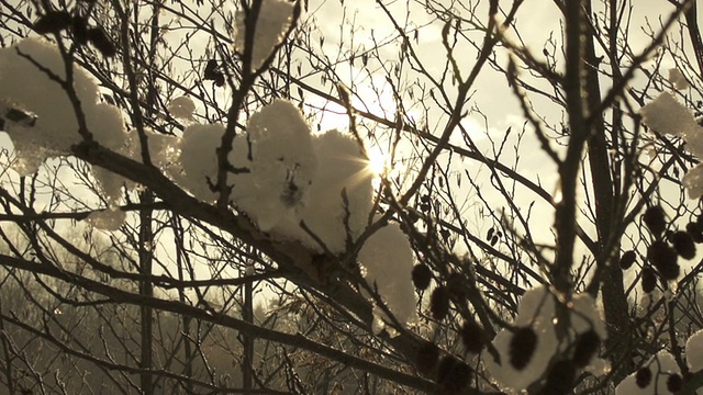 阳光照耀着白雪覆盖的树枝视频素材