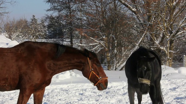 雪中的马视频下载