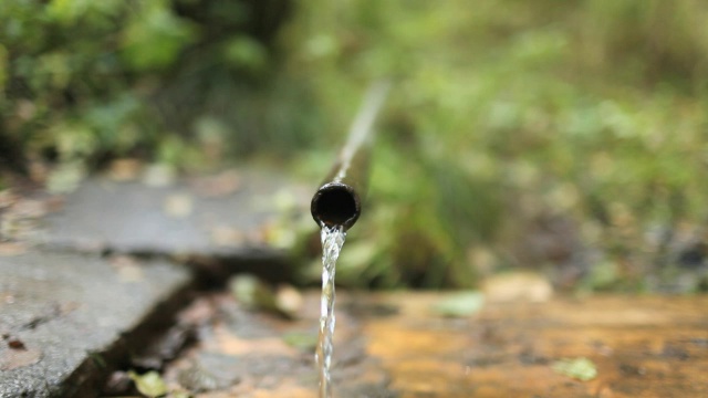 现场湿植物特写视频素材