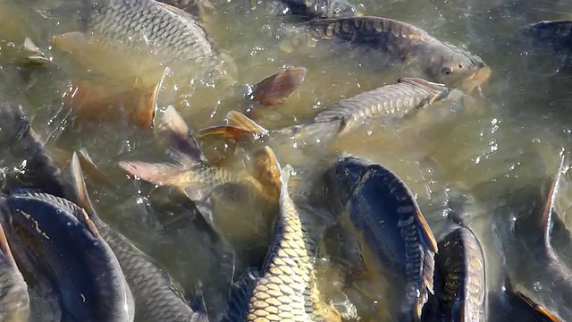 淡水鱼视频素材