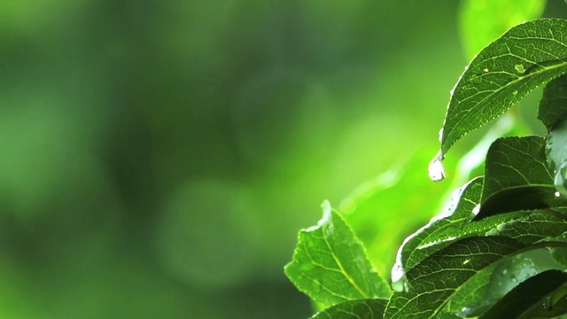 雨滴落在绿叶上视频素材