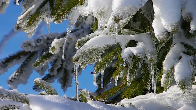 雪中的云杉枝视频素材