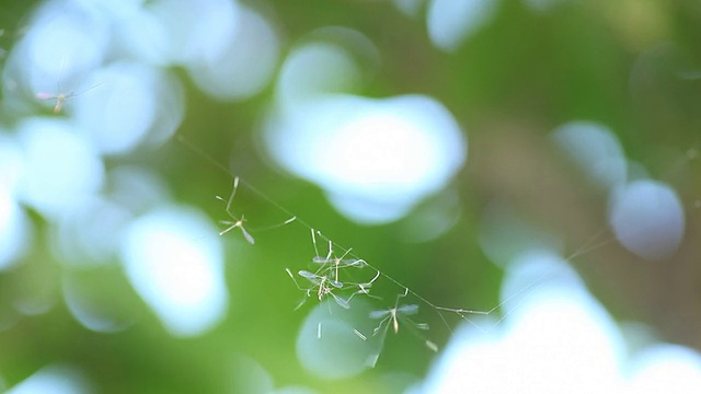 鹤飞视频素材