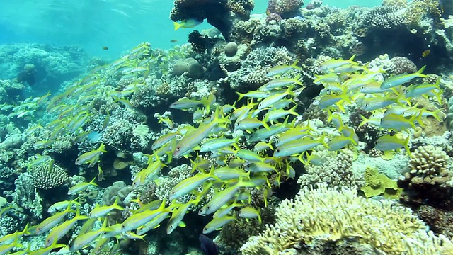 黄鳍金枪鱼绯鲵鲣浅滩视频下载