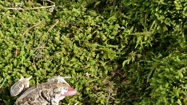 大蒜铲足蟾蜍球虫褐苔捕捉猎物蠕虫视频素材