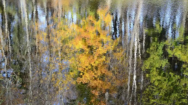 湖映秋树视频素材