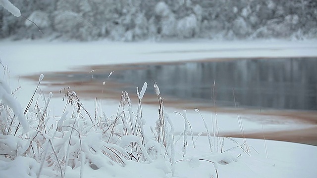 白雪覆盖的草茎在风中摇曳视频素材