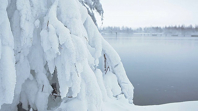 树枝上的雪视频素材