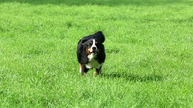 伯恩斯山地犬在跑步视频素材