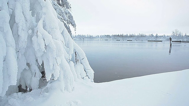 冬天湖岸上的雪树视频素材