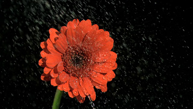 雨以超慢的速度落在非洲菊上视频素材