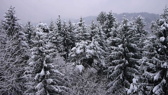 空中摄影:飞越积雪的森林视频素材