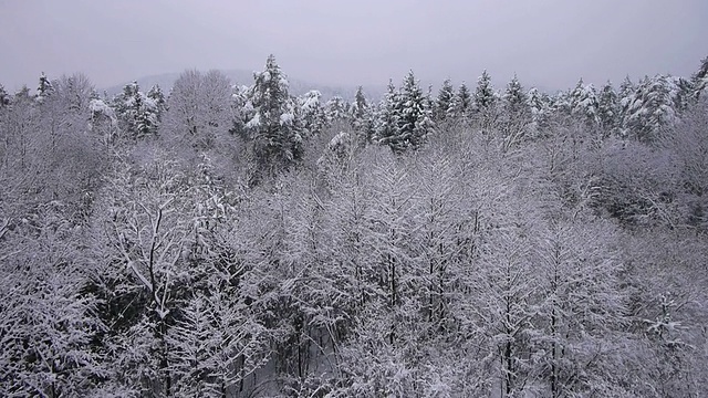 天线:自然界下雪视频素材