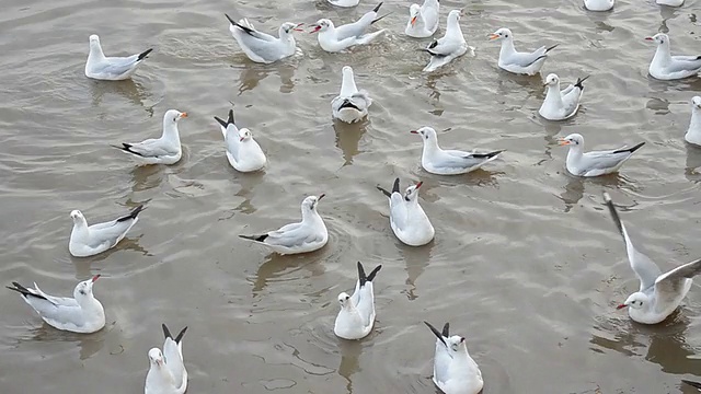 海鸥视频素材