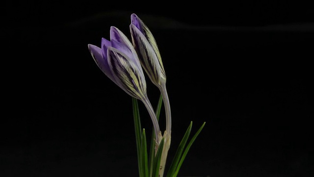 雪花莲，番红花，花时间流逝视频素材