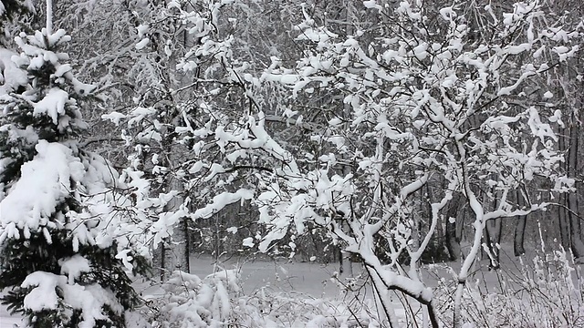 雪中的冬日森林视频素材