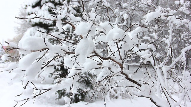 树枝上粘着雪视频素材