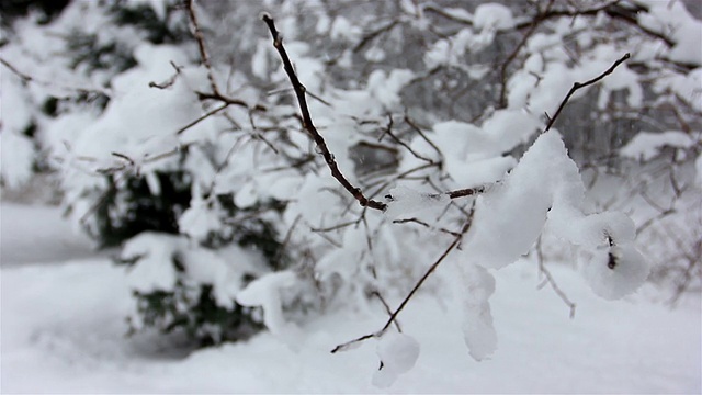 树枝上粘满了雪视频素材