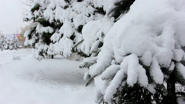 29、冷杉树在下雪，冬天来了视频素材