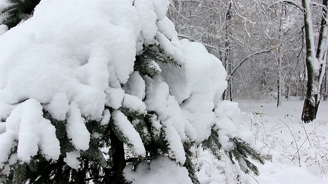 树林里下雪了视频素材