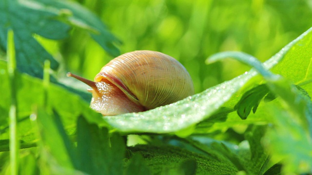 蜗牛视频素材