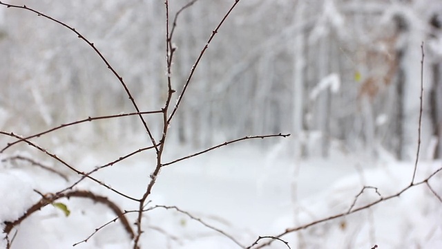 树枝和森林的降雪视频素材