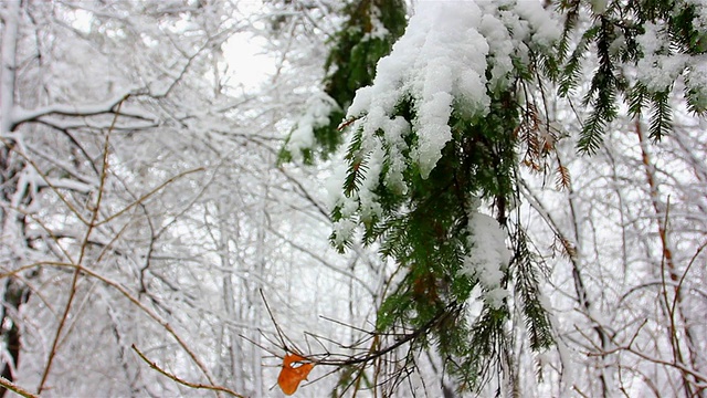 冬天的冷杉树枝上粘着雪视频素材