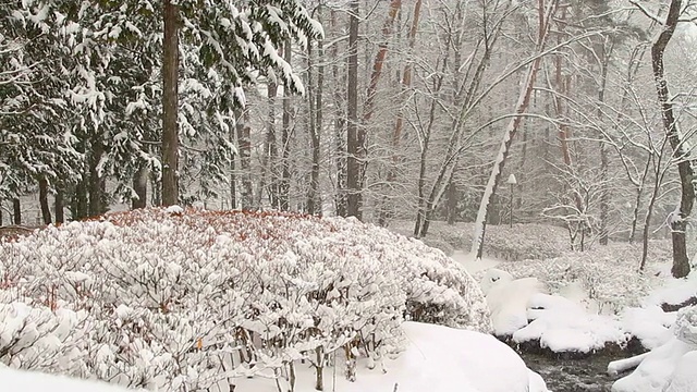 降雪。视频素材