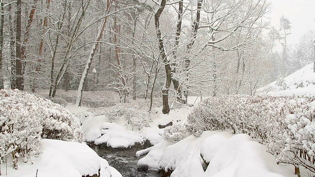 森林里下雪了。视频素材