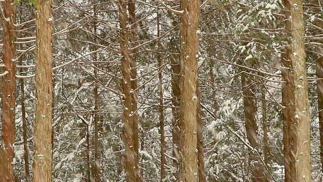 森林里下雪了。视频素材