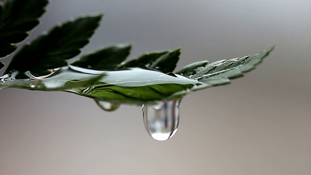 雨滴从绿叶上滴落视频素材