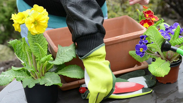 在花盆里盆栽土壤来种植报春花视频素材