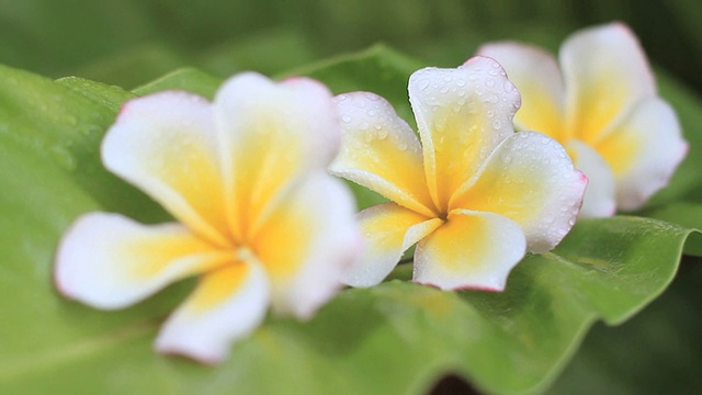 鸡蛋花视频下载