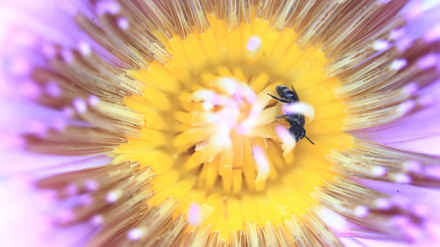 蜜蜂在莲花上采集花粉视频素材