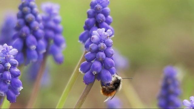 大黄蜂靠近花视频素材