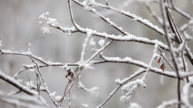 雪落在树枝上。特写镜头视频素材