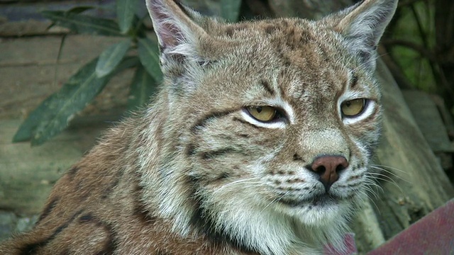 猞猁视频素材