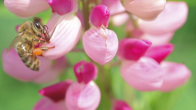 蜜蜂从羽扇豆的粉红色花朵上采集花蜜视频素材