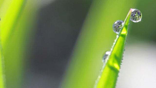 水滴在绿色的草地上视频素材