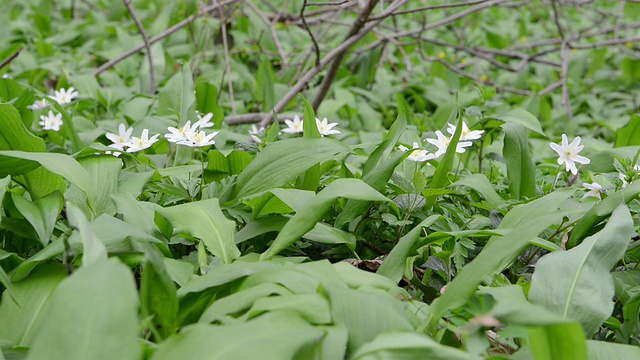 野生大蒜(Allium ursinum)和风铃草视频素材