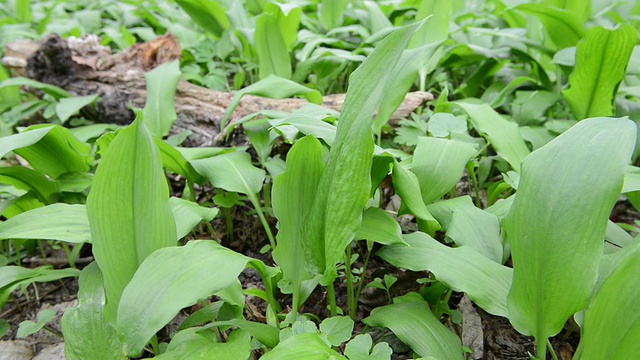 野生大蒜(葱)植物视频素材