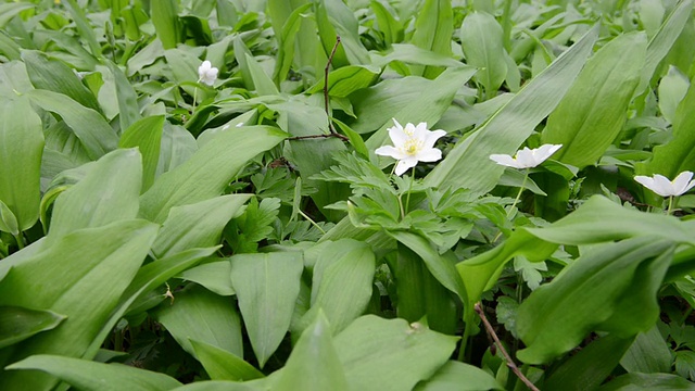 野生大蒜(葱)植物视频素材