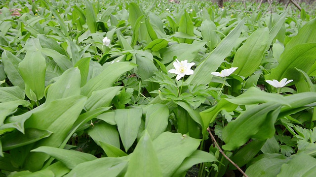 野生大蒜(Allium ursinum)植物森林视频素材