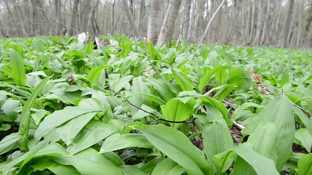 野生大蒜(Allium ursinum)植物森林视频素材