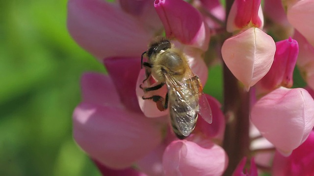 蜜蜂近距离采集羽扇豆花蜜视频素材