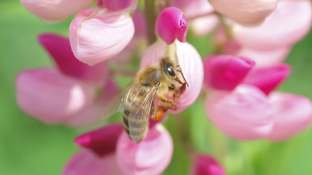 蜜蜂采集粉羽扇豆的花蜜视频素材