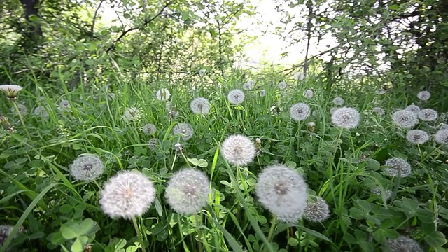 蒲公英在草地上开着花视频素材